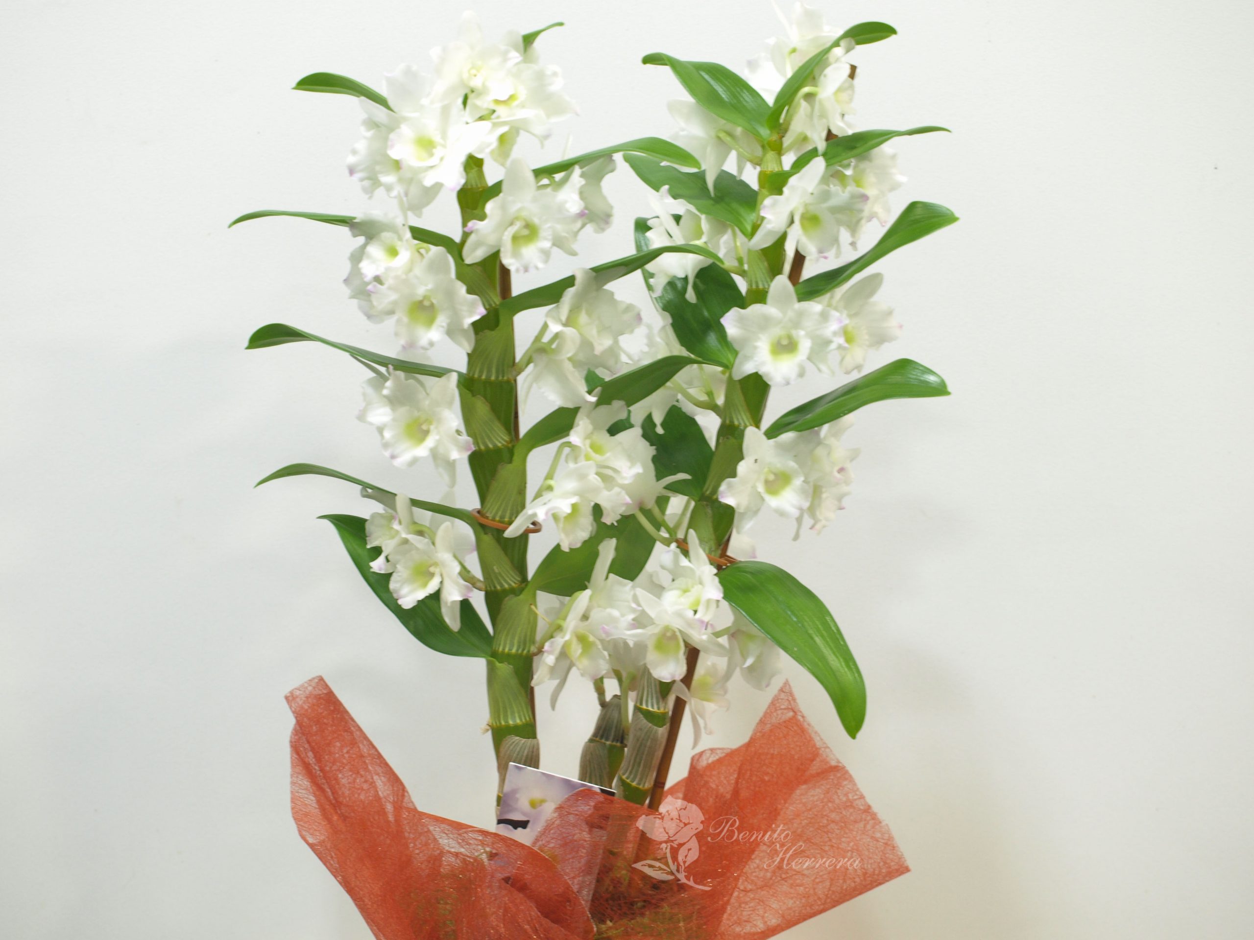 Dendrobium con cristal 4 Dendrobium con cristal 4