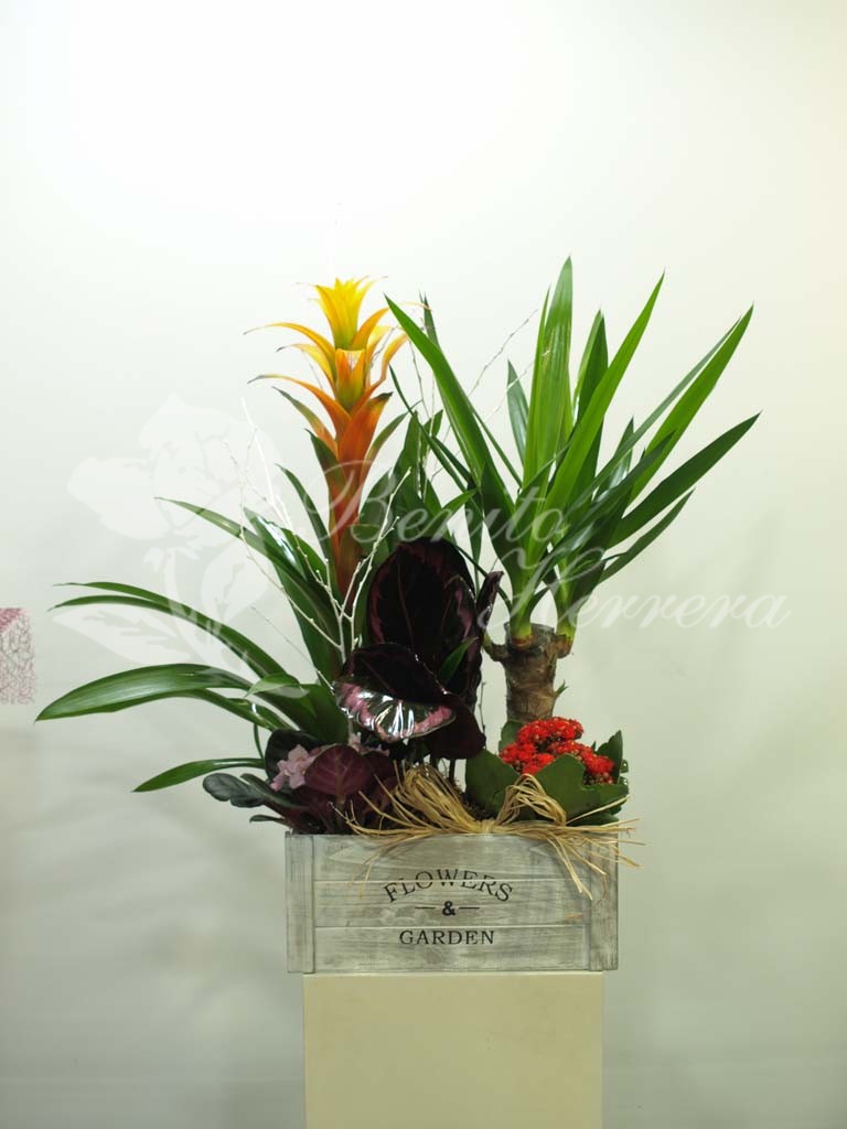 Caja Garden yuca 3 Caja Garden yuca 3