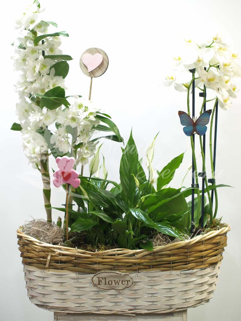 Cesta flower dendrobium 3 Cesta flower dendrobium 3