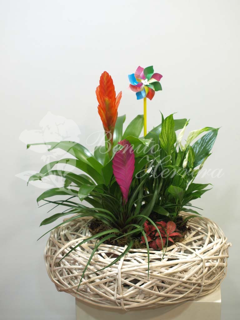 Nido de mimbre con plantas 4