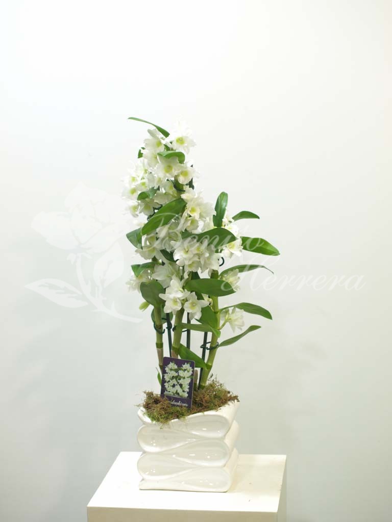 Dendrobium con macetero cerámica 2 Dendrobium con macetero cerámica 2