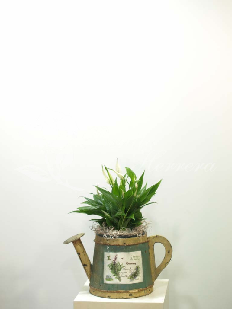 Regadera con spatiphilium 3 Regadera con spatiphilium 3