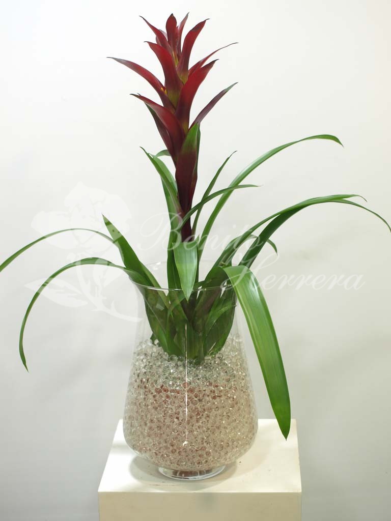 Guzmania con cristal 3 Guzmania con cristal 3