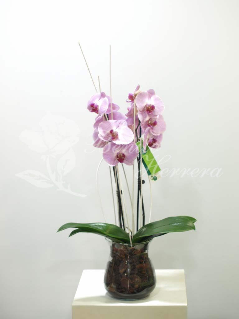Phalaenopsis de color en cristal 3 Phalaenopsis de color en cristal 3