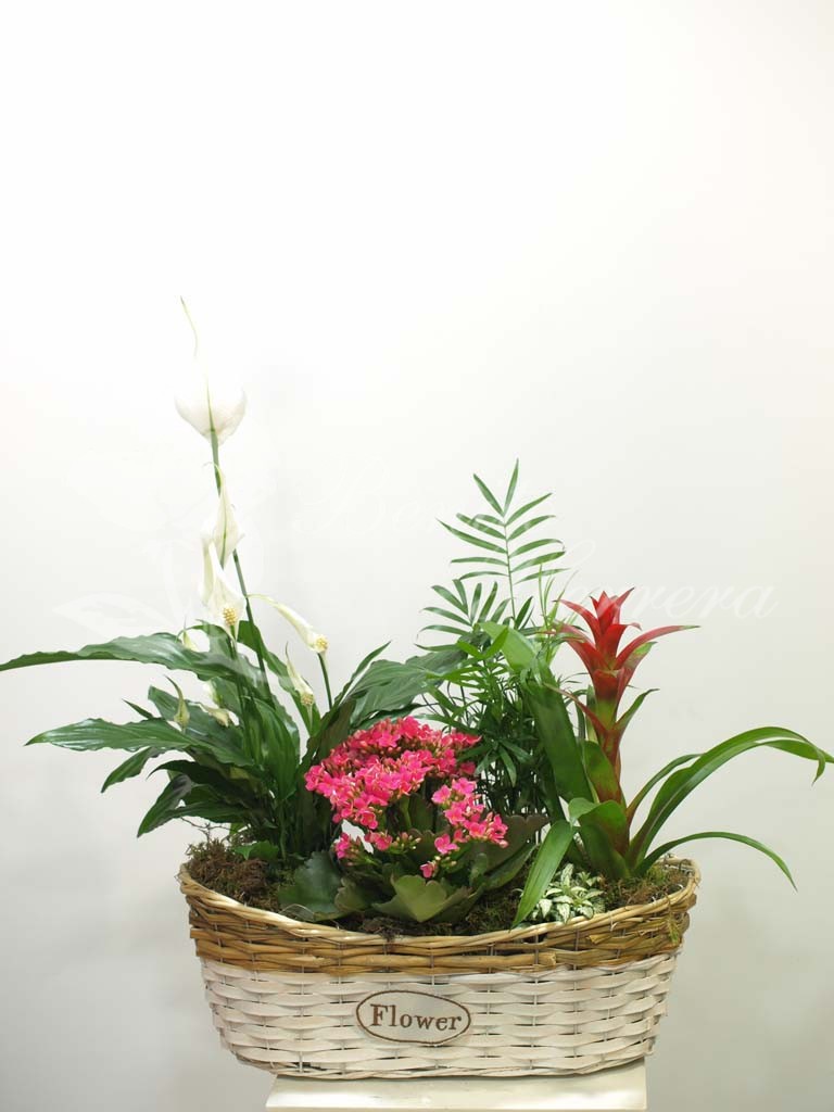 Cesta flower spatiphilium 3 Cesta flower spatiphilium 3