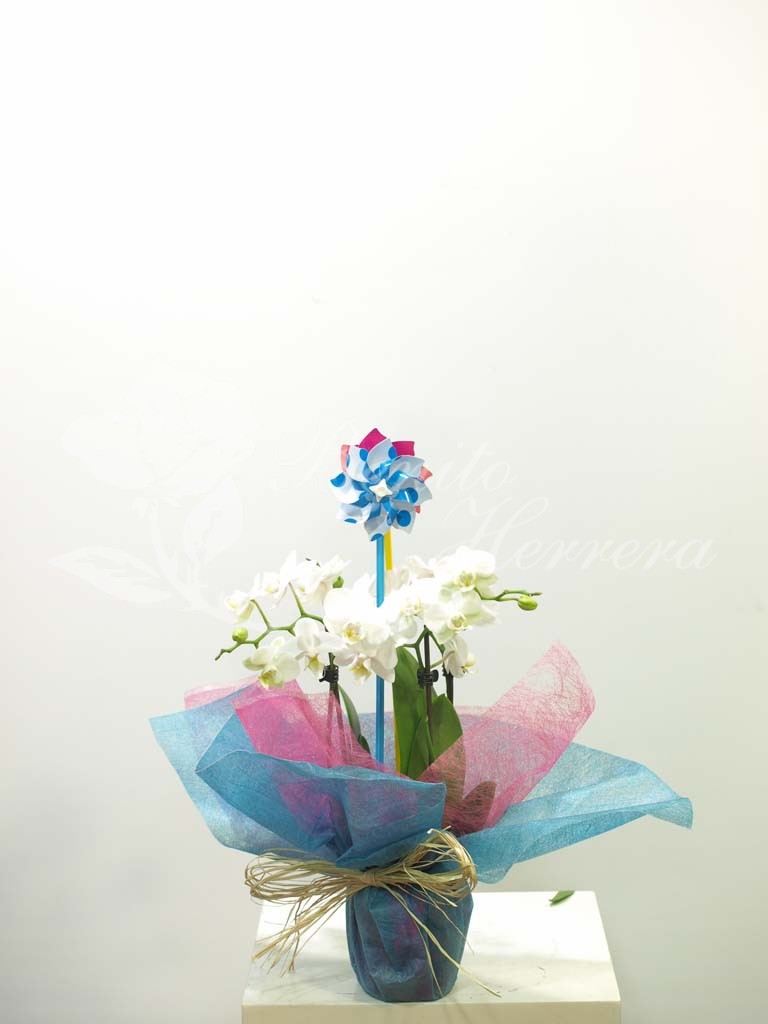 Phalaenopsis mini blanca 3 Phalaenopsis mini blanca 3