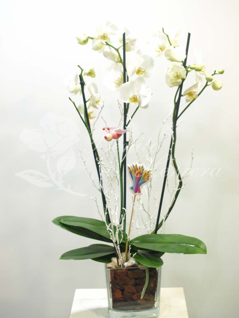 Phalaenopsis blanca con cristal y pincho 3 Phalaenopsis blanca con cristal y pincho 3