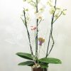Phalaenopsis blanca con cristal y pincho 2