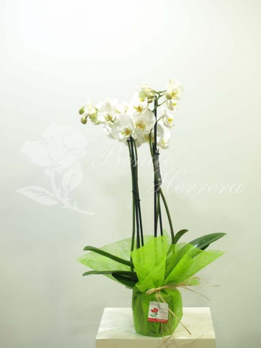 Phalaenopsis blanca 3