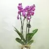 Phalaenopsis color con cristal corazón 2