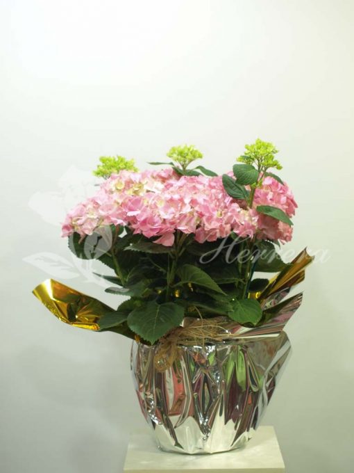 Hortensia rosa 3