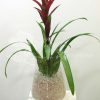 Guzmania con cristal 1