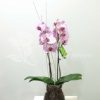 Phalaenopsis de color en cristal 2