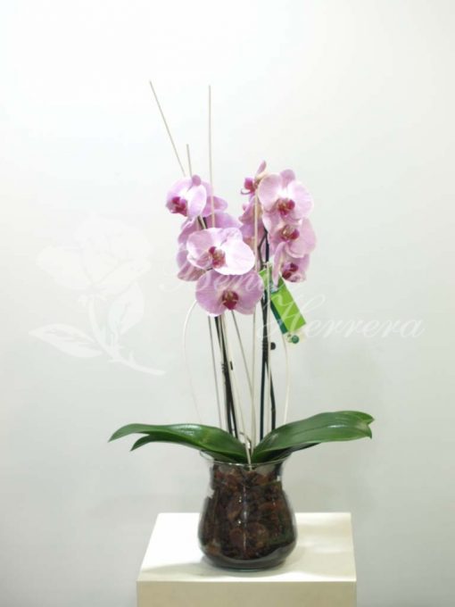Phalaenopsis de color en cristal 3