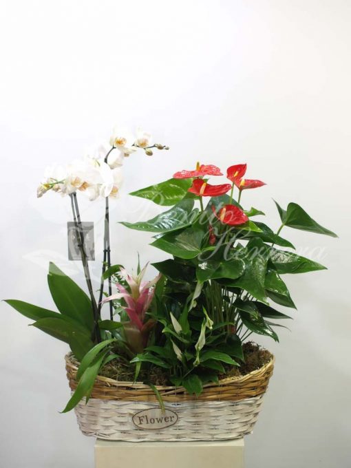 Cesta plantas variadas con orquídea. 3