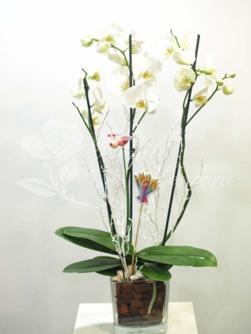 Phalaenopsis blanca con cristal y pincho 3