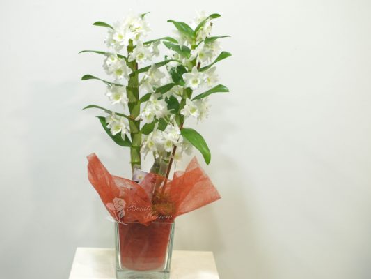 Dendrobium con cristal 6