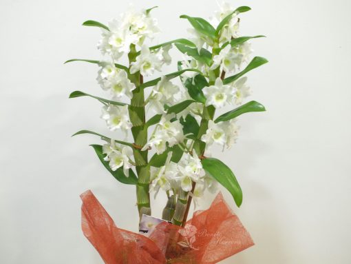 Dendrobium con cristal 4