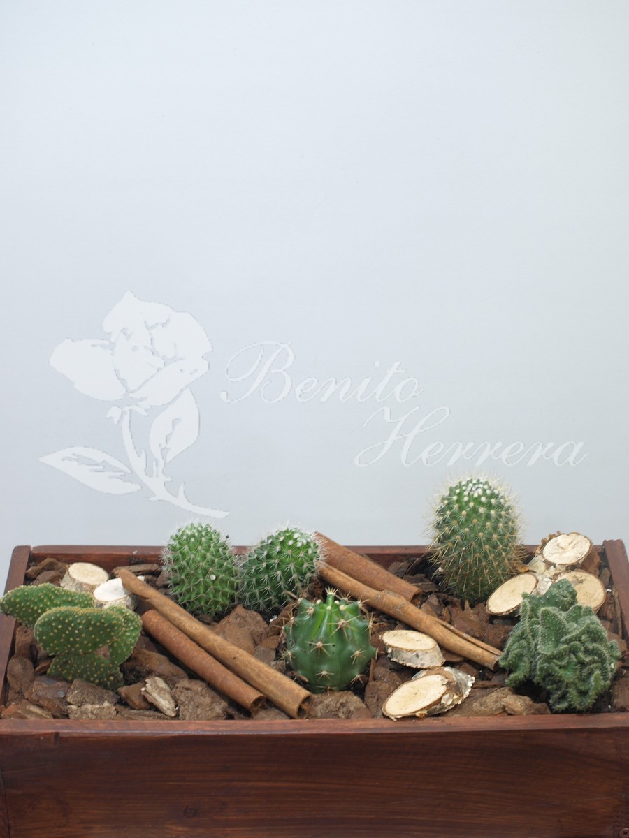 caja de madera con cactus 4 caja de madera con cactus 2