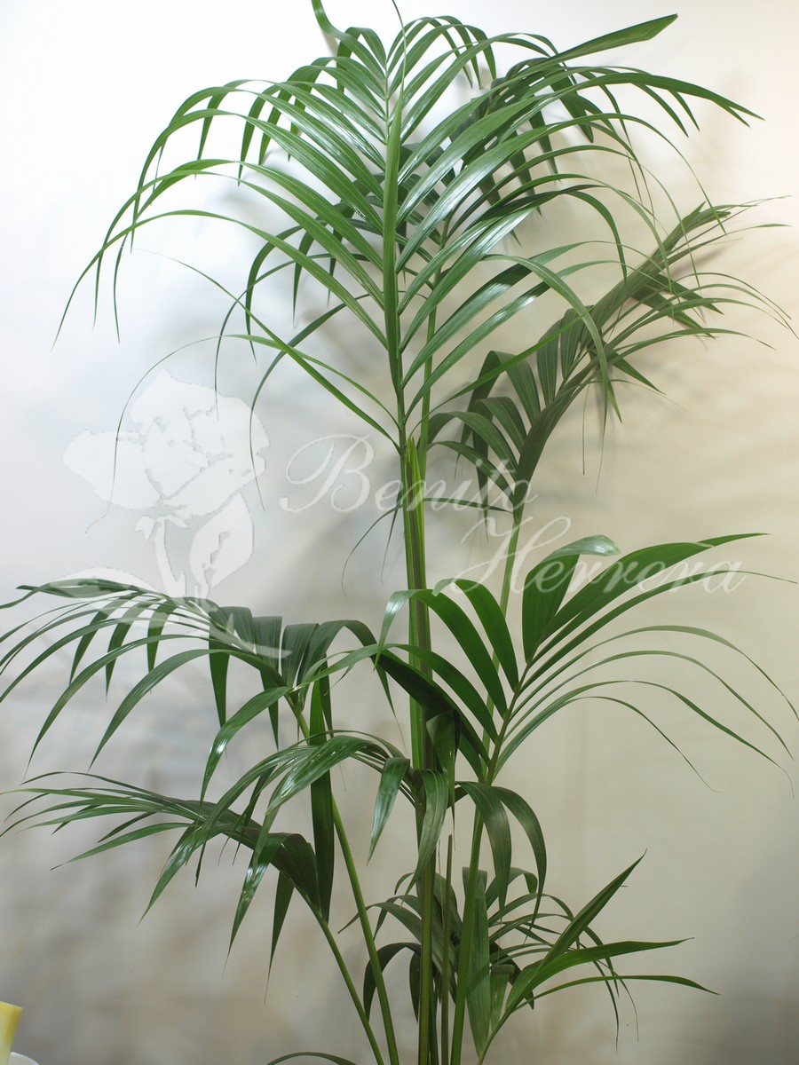 Kentia 3