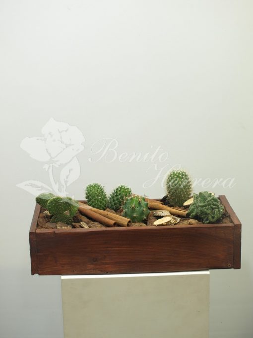 caja de madera con cactus