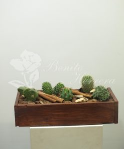 caja de madera con cactus