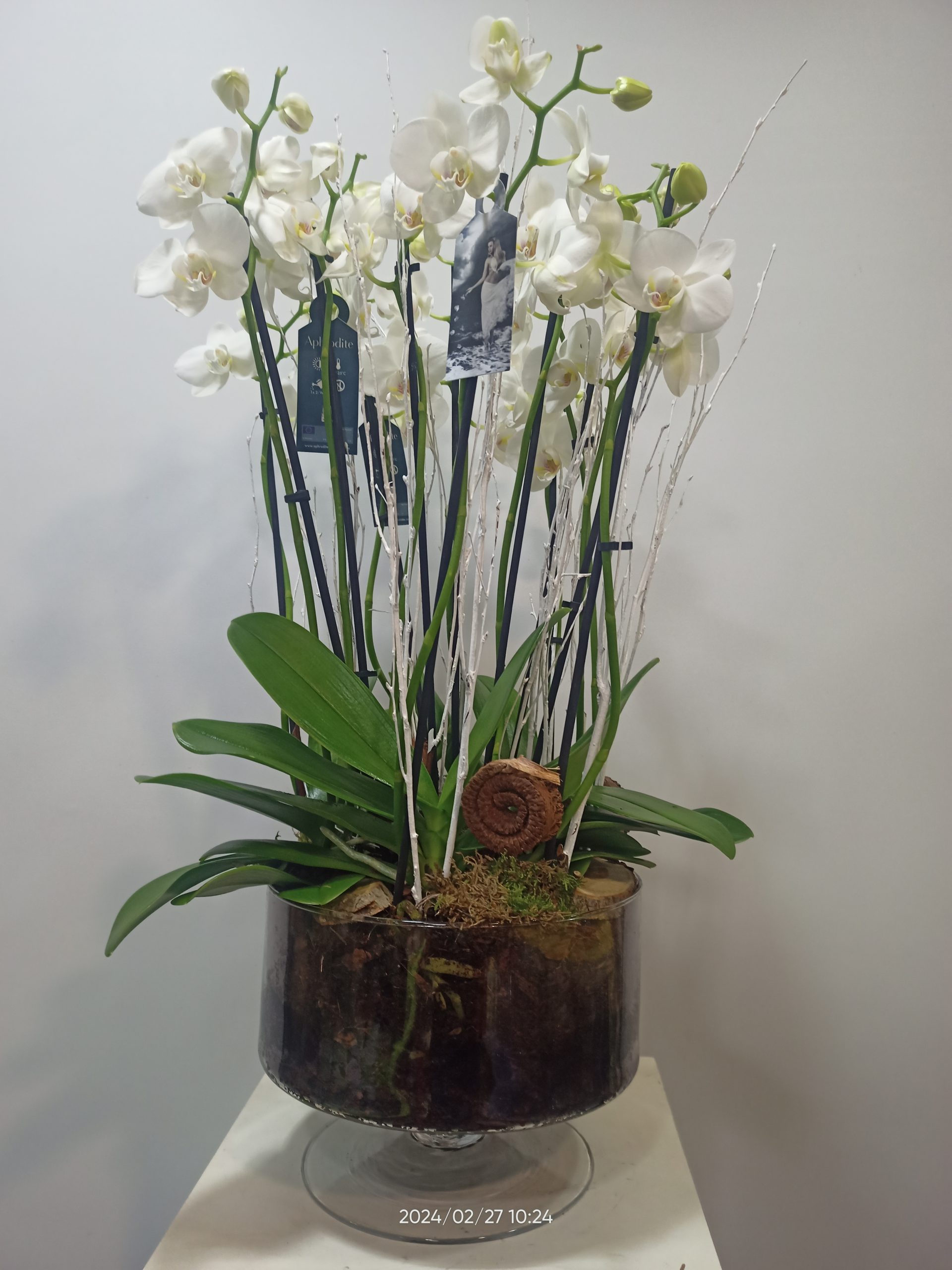 Copa de cristal con phalaenopsis 3 Copa de cristal con phalaenopsis 1