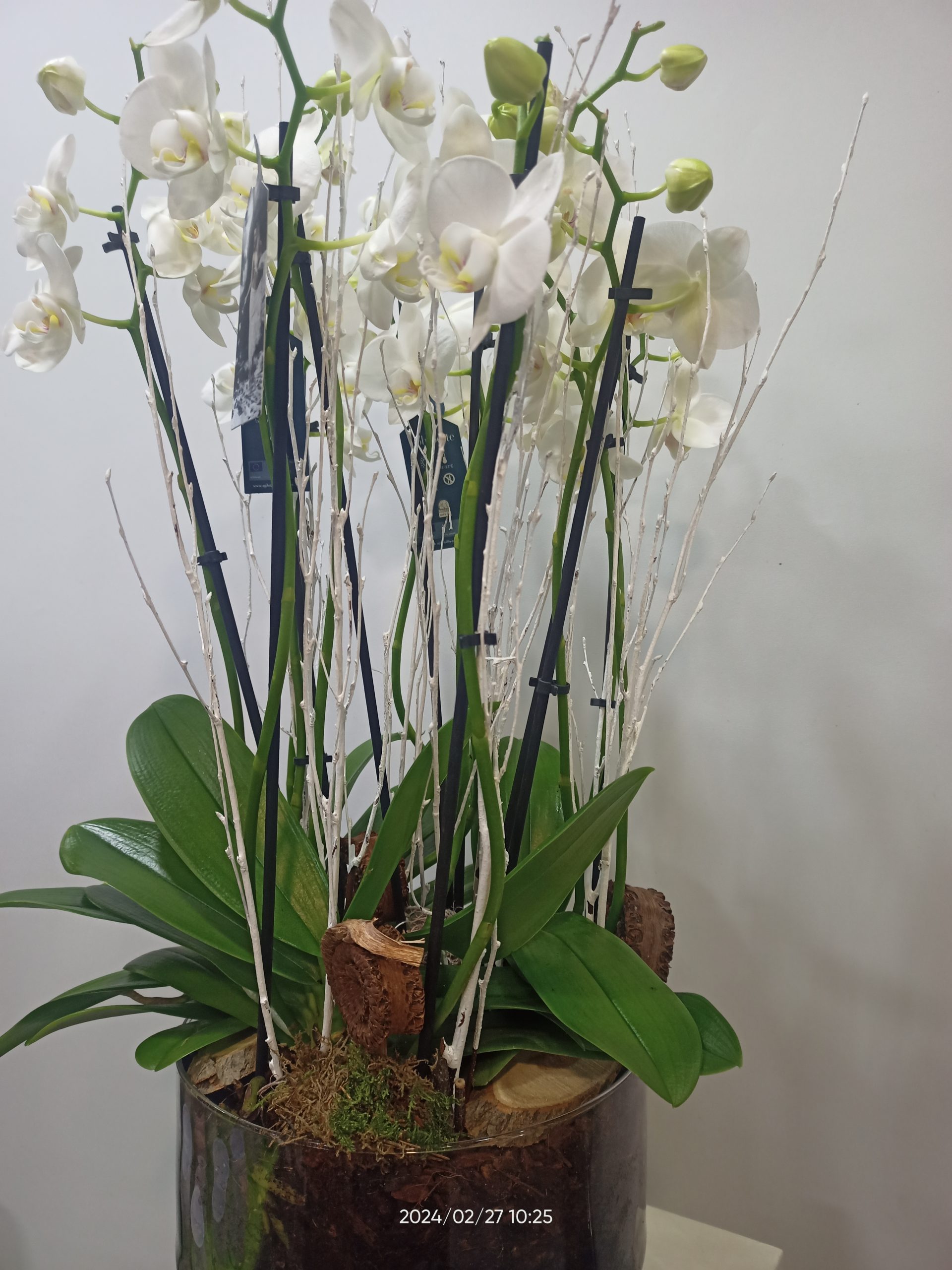 Copa de cristal con phalaenopsis 4 Copa de cristal con phalaenopsis 2