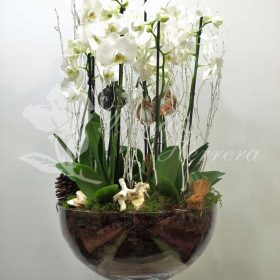 Floristeria en Valencia 3 Copa de cristal con phalaenopsis
