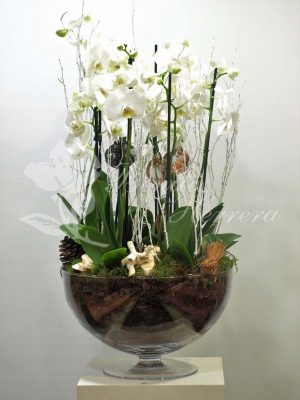 Copa de cristal con phalaenopsis 4 Copa de cristal con phalaenopsis 3