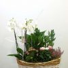 Cesta con phalaenopsis