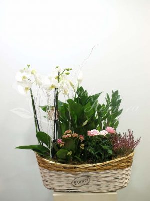 Cesta con phalaenopsis 4 Cesta con phalaenopsis 2