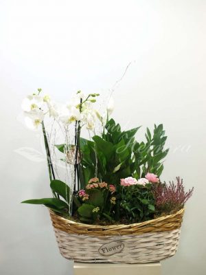 Cesta con phalaenopsis 2