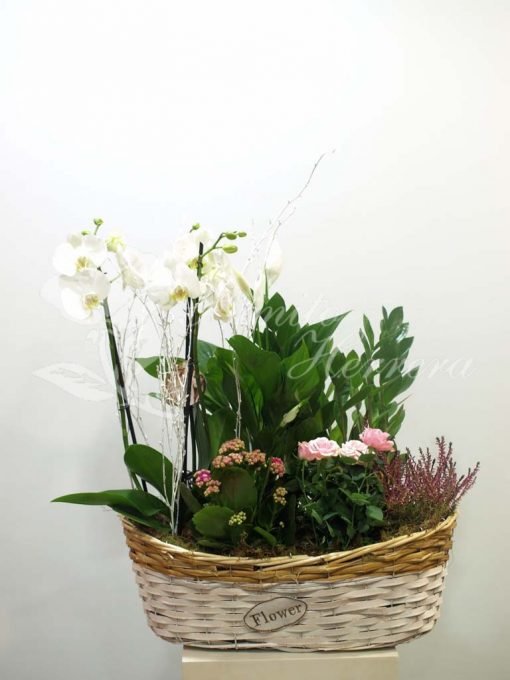 Cesta con phalaenopsis