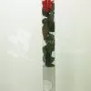 Rosa roja preservada