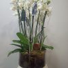 Copa de cristal con phalaenopsis 1