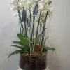 Copa de cristal con phalaenopsis