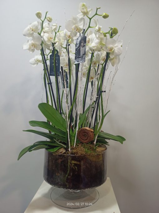 Copa de cristal con phalaenopsis 1