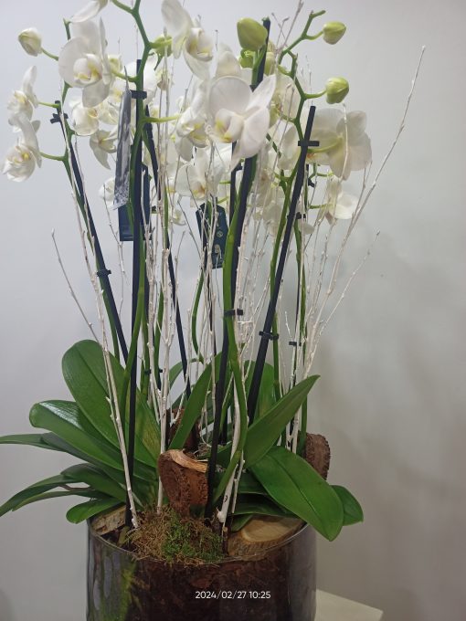 Copa de cristal con phalaenopsis 2