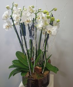 Copa de cristal con phalaenopsis 5