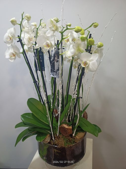 Copa de cristal con phalaenopsis 3