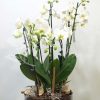Copa de cristal con Phalaenopsis 1