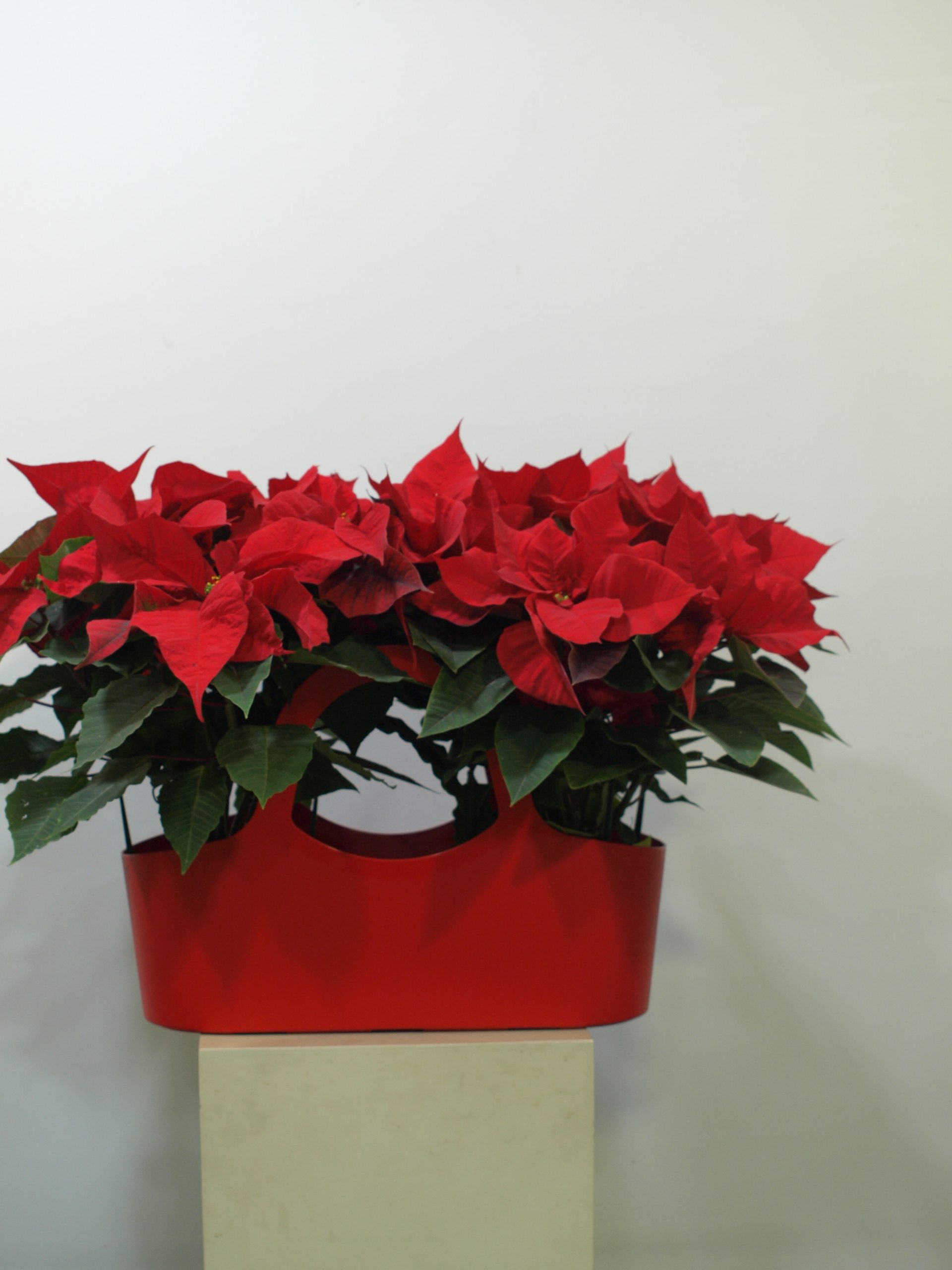 Cesta Roja Poinsettia 4