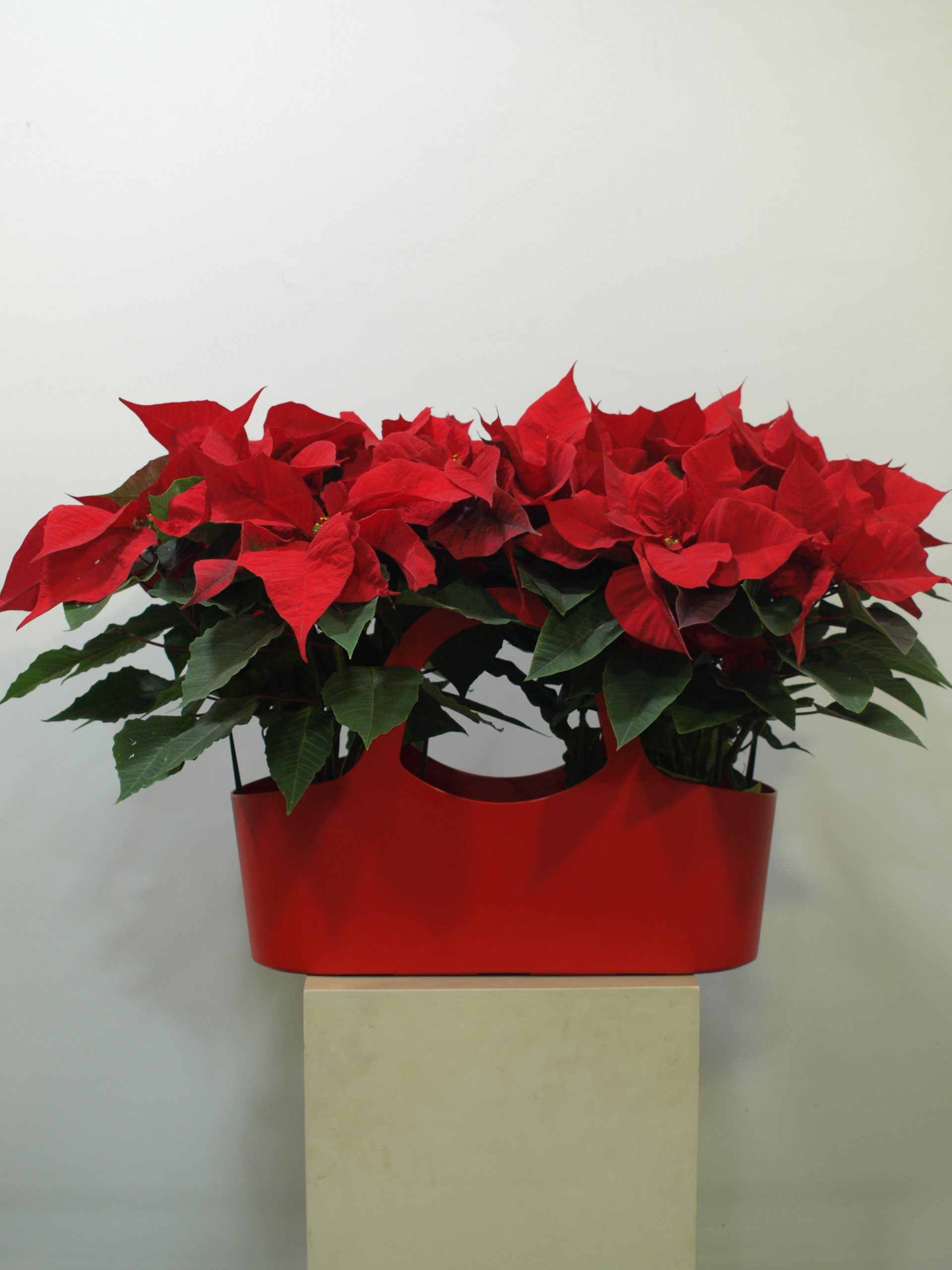 Cesta Roja Poinsettia 5