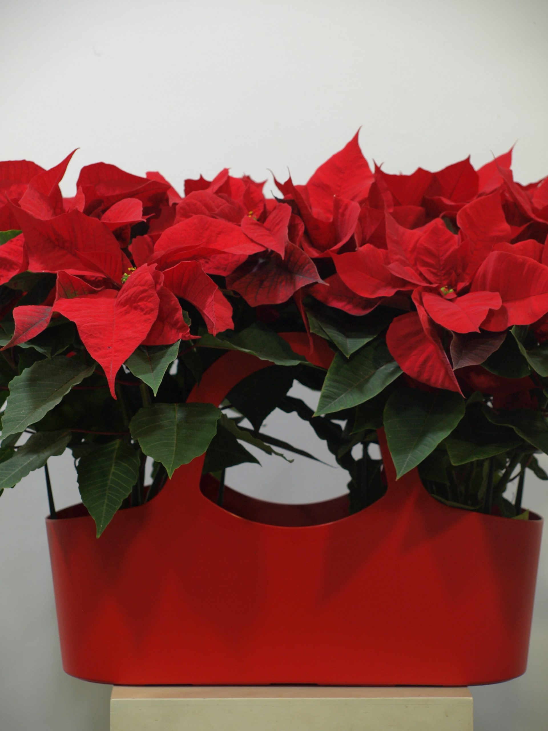 Cesta Roja Poinsettia 3