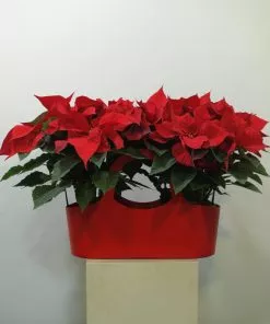Cesta Roja Poinsettia 7