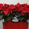 Cesta Roja Poinsettia 1