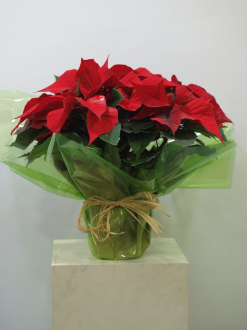 Planta de Navidad 4