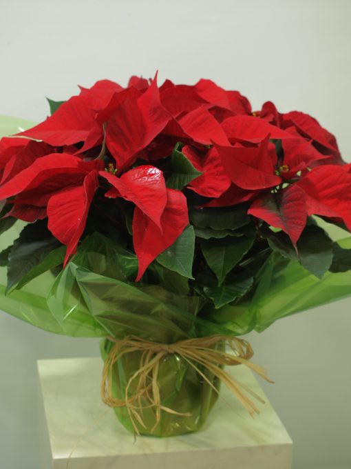 Planta de Navidad 3