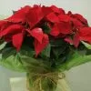 Planta de Navidad